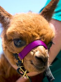 Critter Fixers: Country Vets