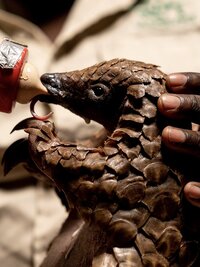 Malawi Wildlife Rescue