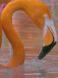 Secrets of the Zoo