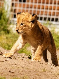 Secrets of the Zoo: Down Under