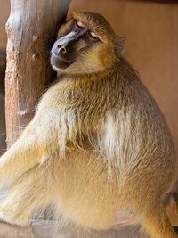 Malawi Wildlife Rescue