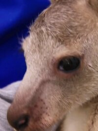 Wildlife Rescue Australia