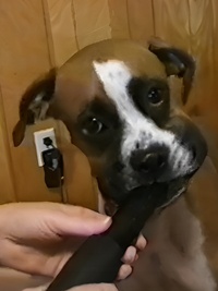 Funniest Pets & People