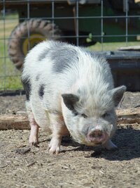 Critter Fixers: Country Vets