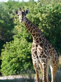 Magic of Disney's Animal Kingdom