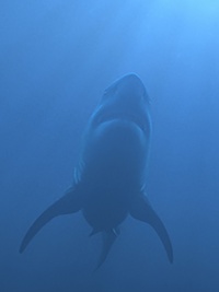Lost Beasts: Unearthed