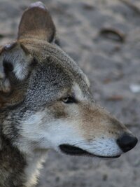 Secrets of the Zoo: Tampa