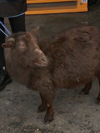 The Incredible Dr. Pol