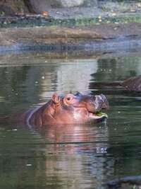 Magic of Disney's Animal Kingdom