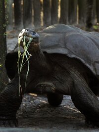 Secrets of the Zoo: Tampa