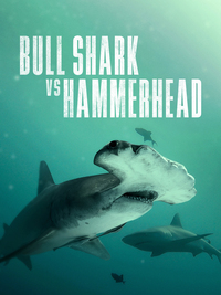 Bull Shark vs. Hammerhead