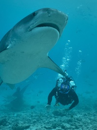 Most Extreme Sharks