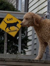 The Incredible Dr. Pol