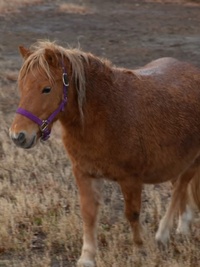 Dr. Oakley, Yukon Vet