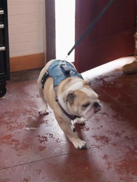 Dr. Oakley, Yukon Vet