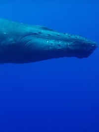 Incredible Animal Journeys