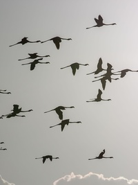 Incredible Animal Journeys