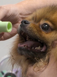 Pets & Pickers