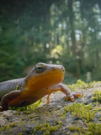 Incredible Animal Journeys