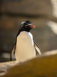 Incredible Animal Journeys