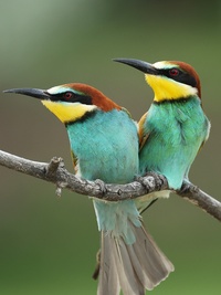 Incredible Animal Journeys