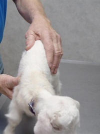 The Incredible Dr. Pol