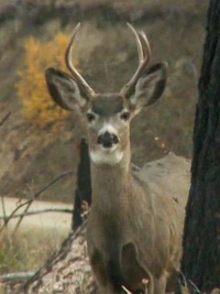 Yellowstone Wardens