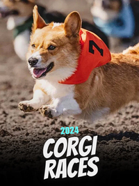 2024 Corgi Races at Emerald Downs