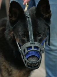 Incredible Northern Vets