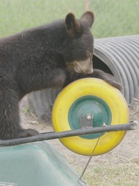 Cub Camp