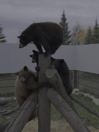 Cub Camp