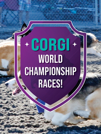2025 Corgi Races at Emerald Downs