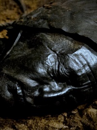 Mysteries Unearthed With Danny Trejo