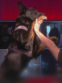 Live PD: Greatest Shifts