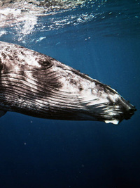 The UnBelievable With Dan Aykroyd