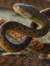 Aussie Snake Wranglers: Deadly Pursuit