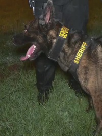 Live PD: Greatest Shifts