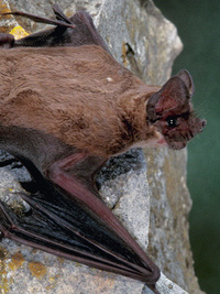 Secrets Declassified With David Duchovny