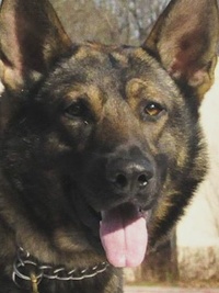 K9 PD With Jim Belushi