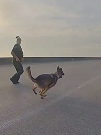 K9 PD With Jim Belushi