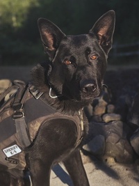 K9 PD With Jim Belushi