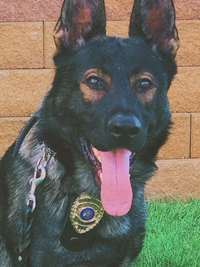 K9 PD With Jim Belushi