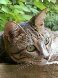 Must Love Cats