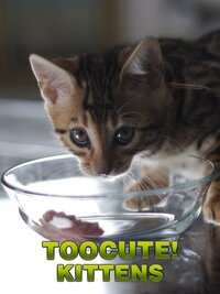 Too Cute! Kittens