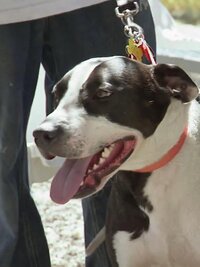Pit Bulls and Parolees