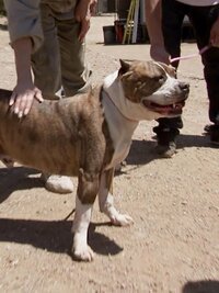 Pit Bulls and Parolees