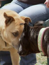 Pit Bulls and Parolees