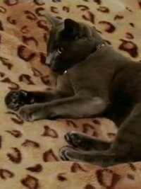 My Cat From Hell