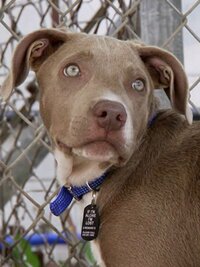 Pit Bulls and Parolees